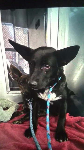 A young medium-sized male Mixed Breed dog named Cactus for adoption in Dallas, TX