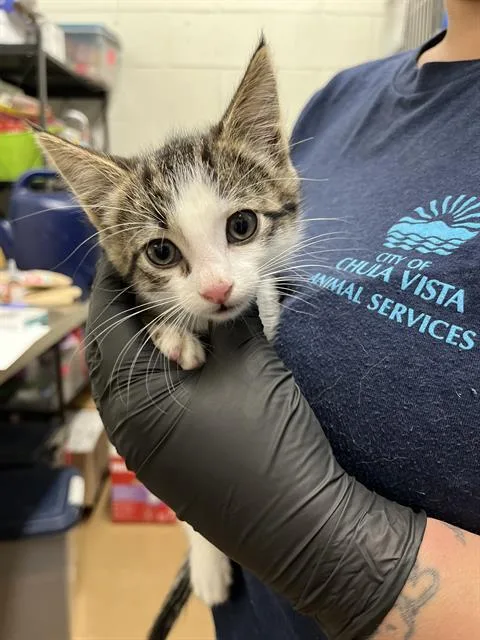 A baby small-sized male Domestic Short Hair cat named Jimmy Neutron for adoption in Chula Vista, CA