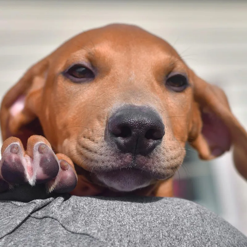 A baby medium-sized male Brown / Chocolate Mixed Breed dog named Mufasa for adoption in Ottawa, KS