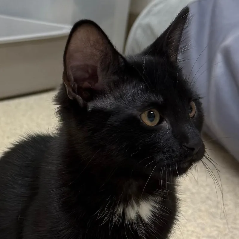 A baby small-sized female Black Domestic Medium Hair cat named Selena for adoption in Naperville, IL