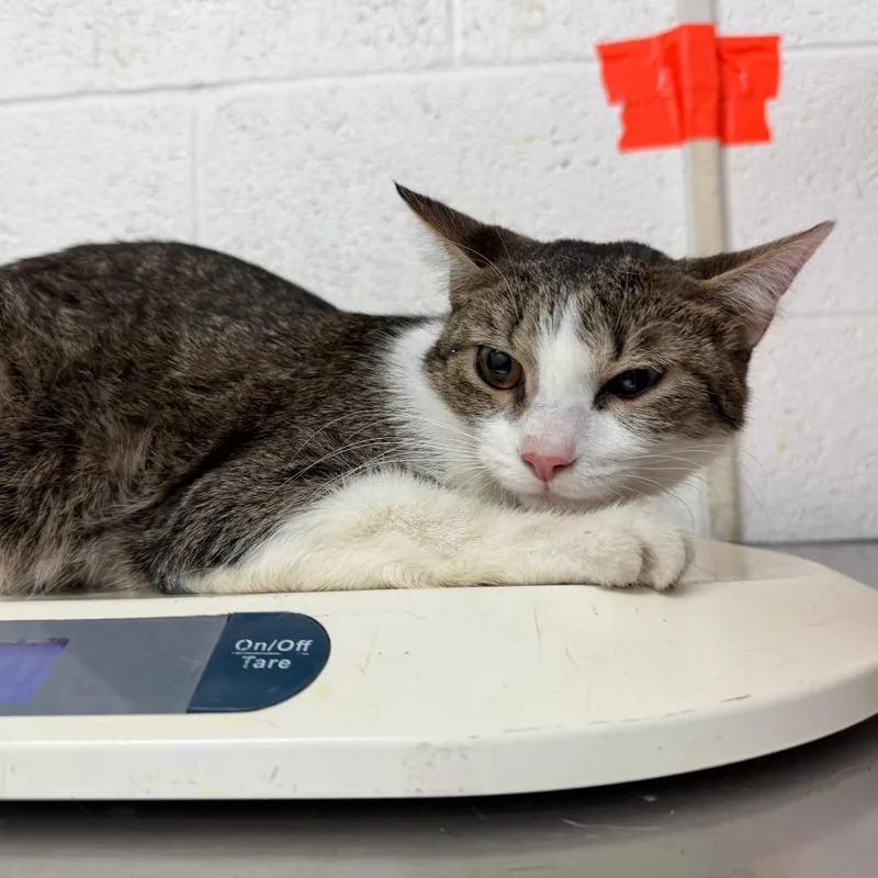An adult medium-sized female Brown / Chocolate Domestic Short Hair cat named Croissant for adoption in Edinburg, TX