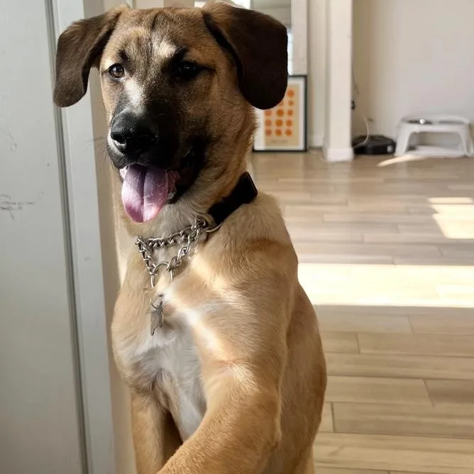 Rex~ Fun Loving Adventure thumbnail 4