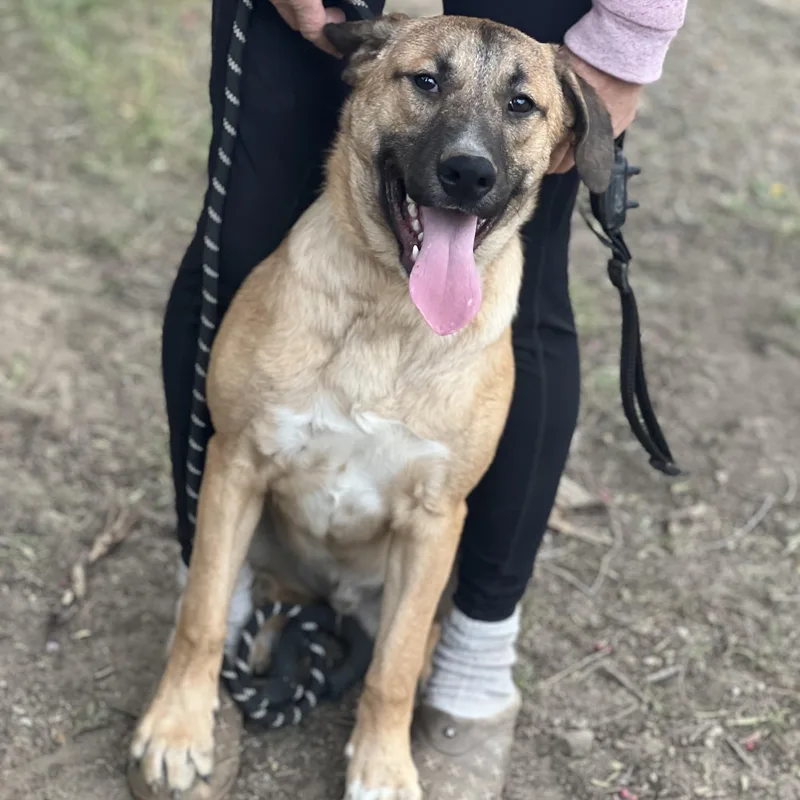 Rex~ Fun Loving Adventure thumbnail 5