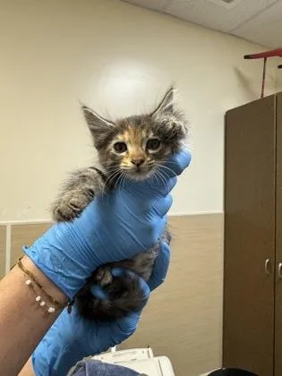 A baby small-sized female Domestic Medium Hair cat named Angel for adoption in Honolulu, HI