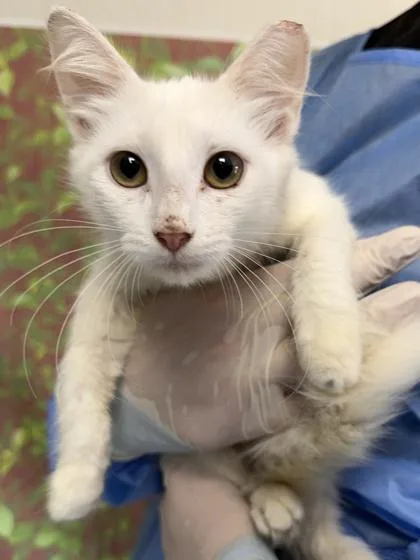 A young small-sized female Domestic Short Hair cat named Star for adoption in San Antonio, TX