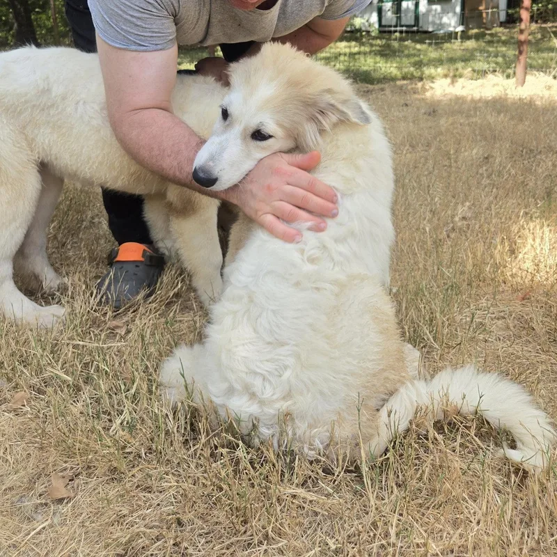 A baby large-sized female White / Cream Great Pyrenees dog named Kitkat for adoption in Spring, TX