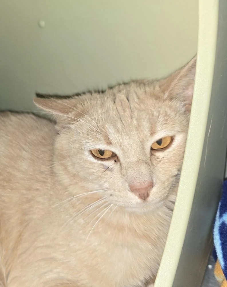 An adult medium-sized female Tabby (Orange / Red) Domestic Short Hair cat named Frankie for adoption in Dickson, TN