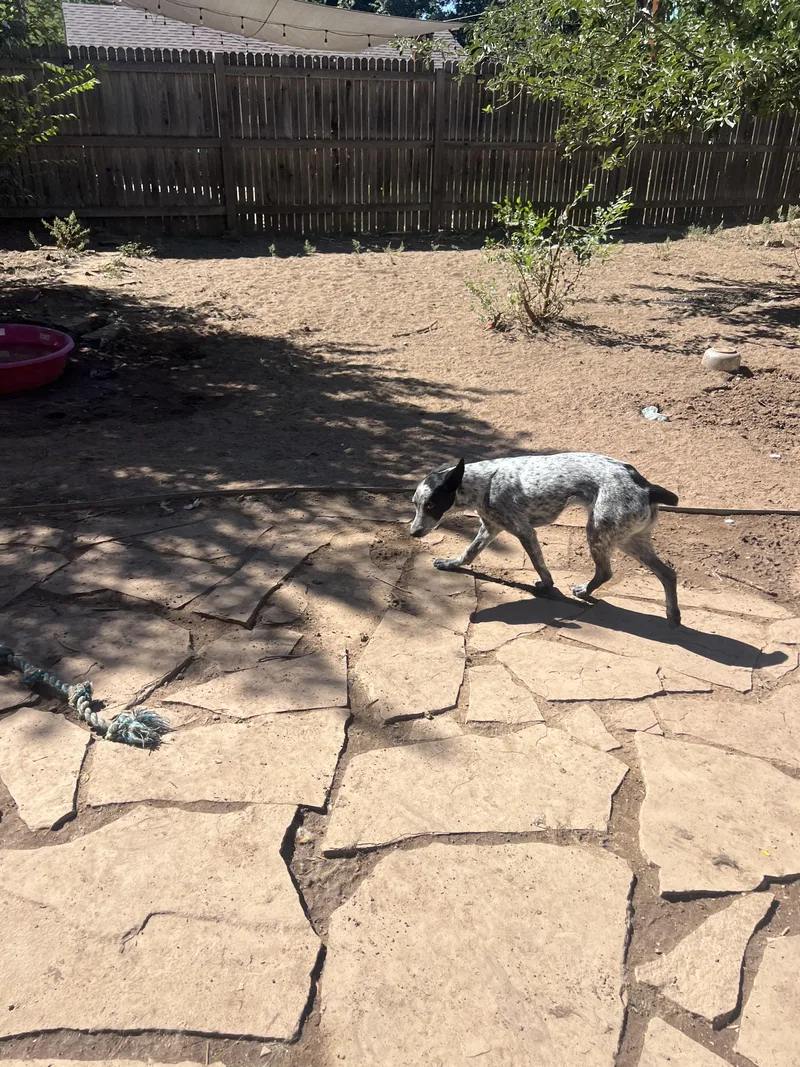 A young medium-sized female Black Australian Cattle Dog / Blue Heeler dog named Chili for adoption in Fort Collins, CO