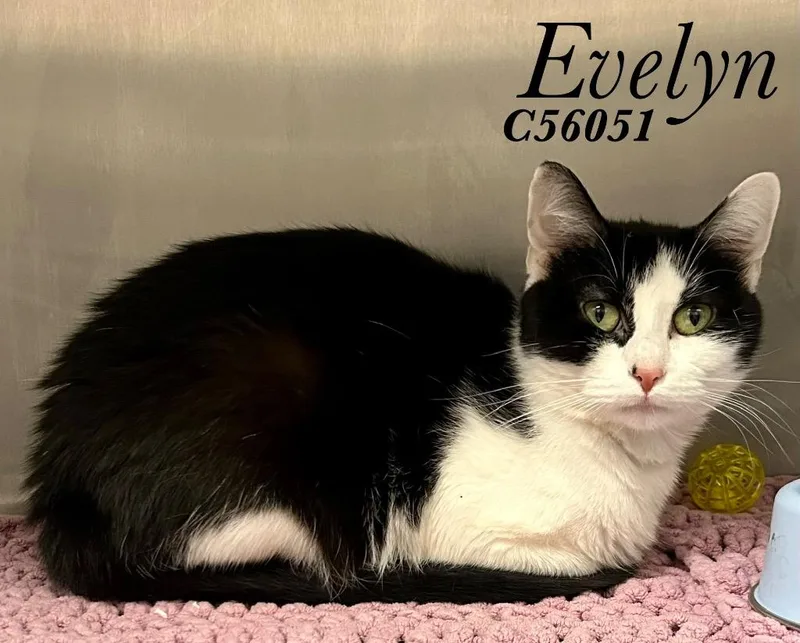 A young medium-sized female Domestic Short Hair cat named Evelyn for adoption in Clarksville, TN