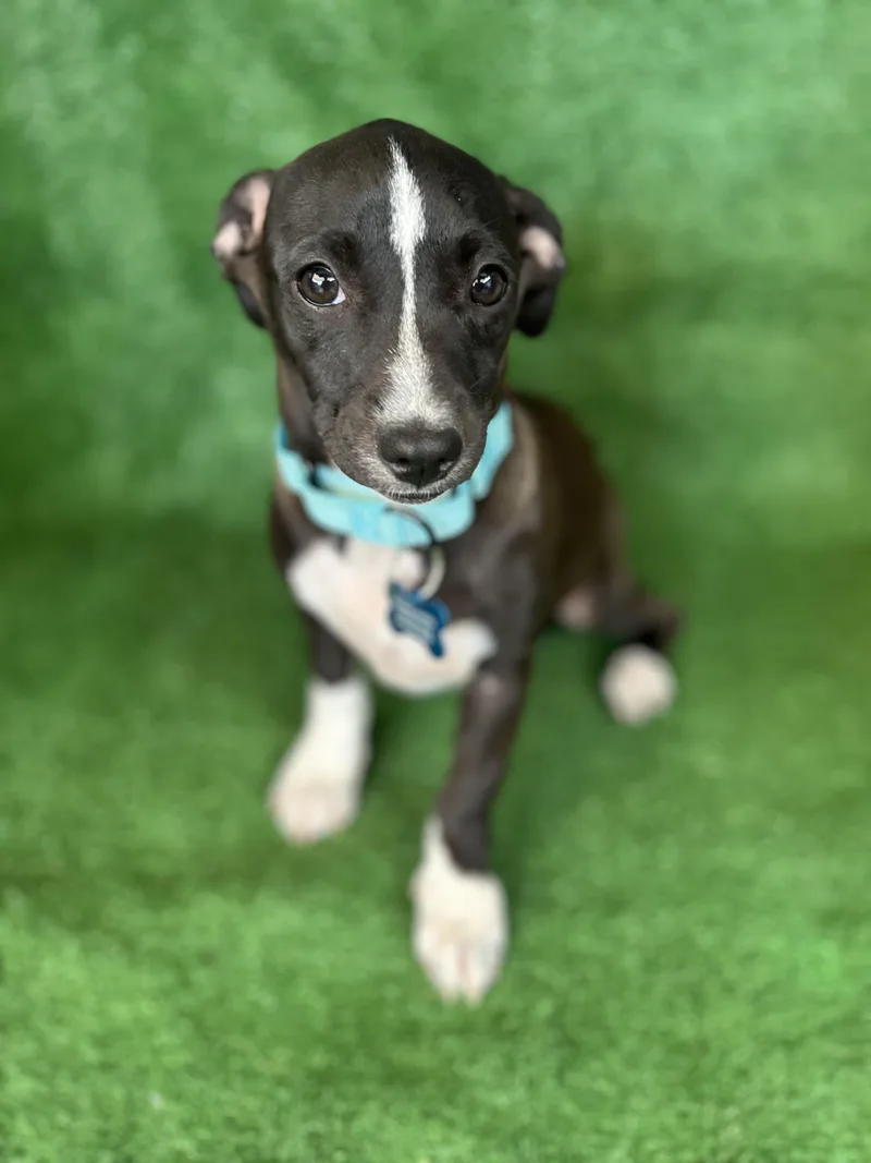 A young small-sized female Black Mixed Breed dog named Athena for adoption in San Ysidro, CA