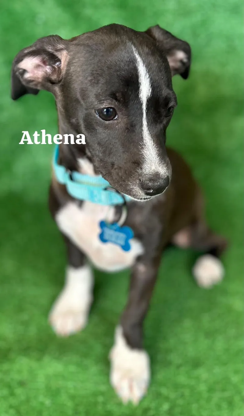 Athena thumbnail 2
