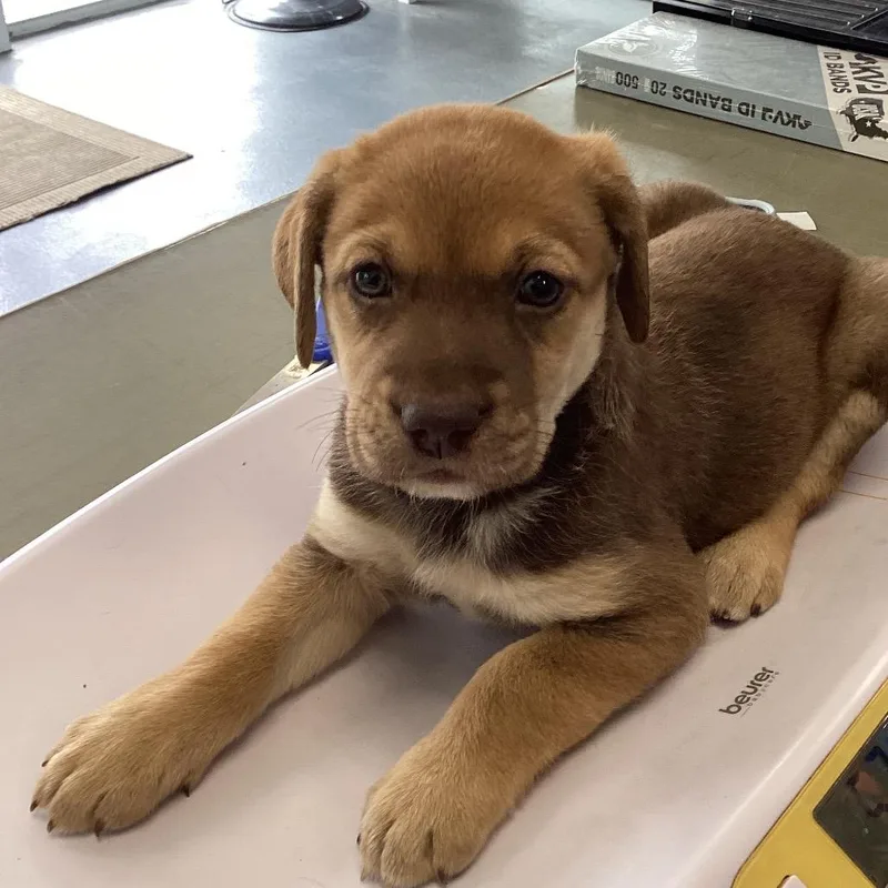 A baby small-sized female Shepherd dog named Pacific for adoption in Montgomery, AL