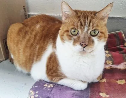 An adult medium-sized male Domestic Short Hair cat named Freddy for adoption in Largo, FL