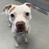 An adult medium-sized male White / Cream Pit Bull Terrier dog named Bob for adoption in Hilliard, OH