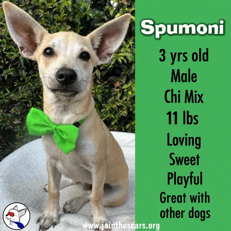 A young small-sized male Yellow / Tan / Blond / Fawn Terrier dog named Spumoni for adoption in Glendora, CA