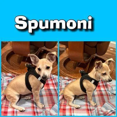 Spumoni thumbnail 2