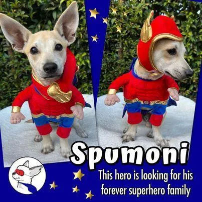 Spumoni thumbnail 5