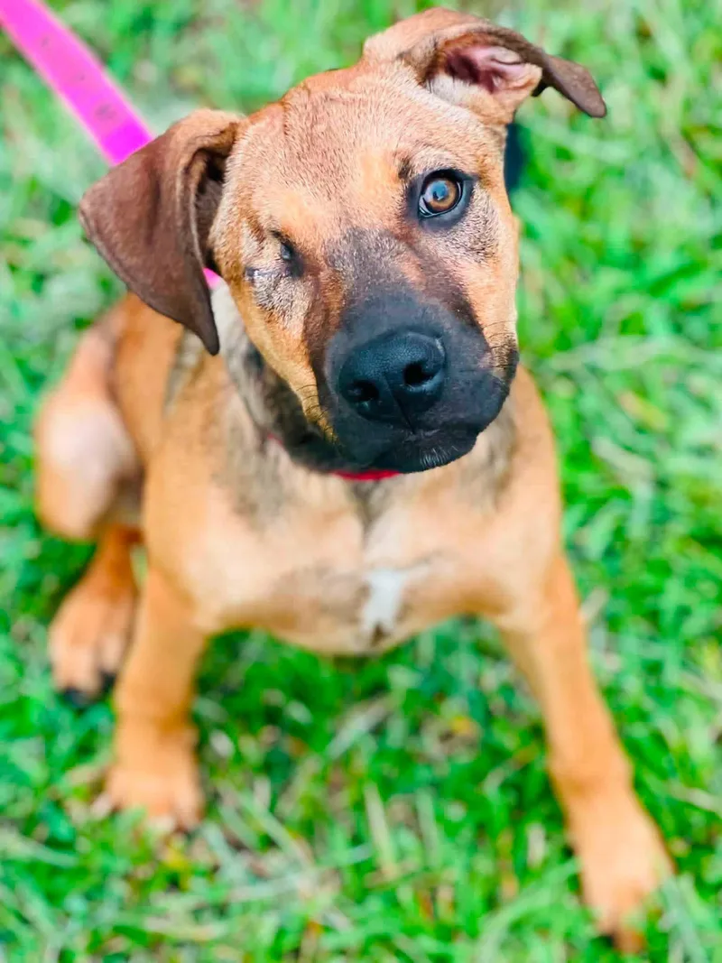A baby medium-sized female Mixed Breed dog named Katniss for adoption in Covington, GA