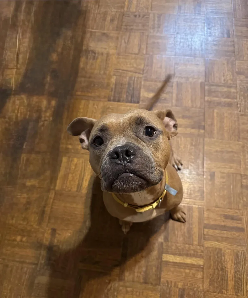 A young medium-sized female American Staffordshire Terrier dog named Nugget for adoption in Holly Springs, NC