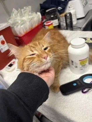 An adult large-sized male Domestic Medium Hair cat named See Saw for adoption in West Chester, PA