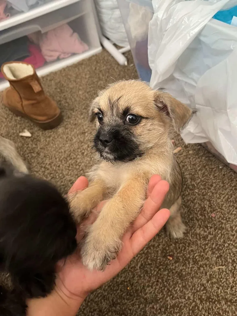 A baby small-sized female Apricot / Beige Pug dog named Patty for adoption in Fresno, CA