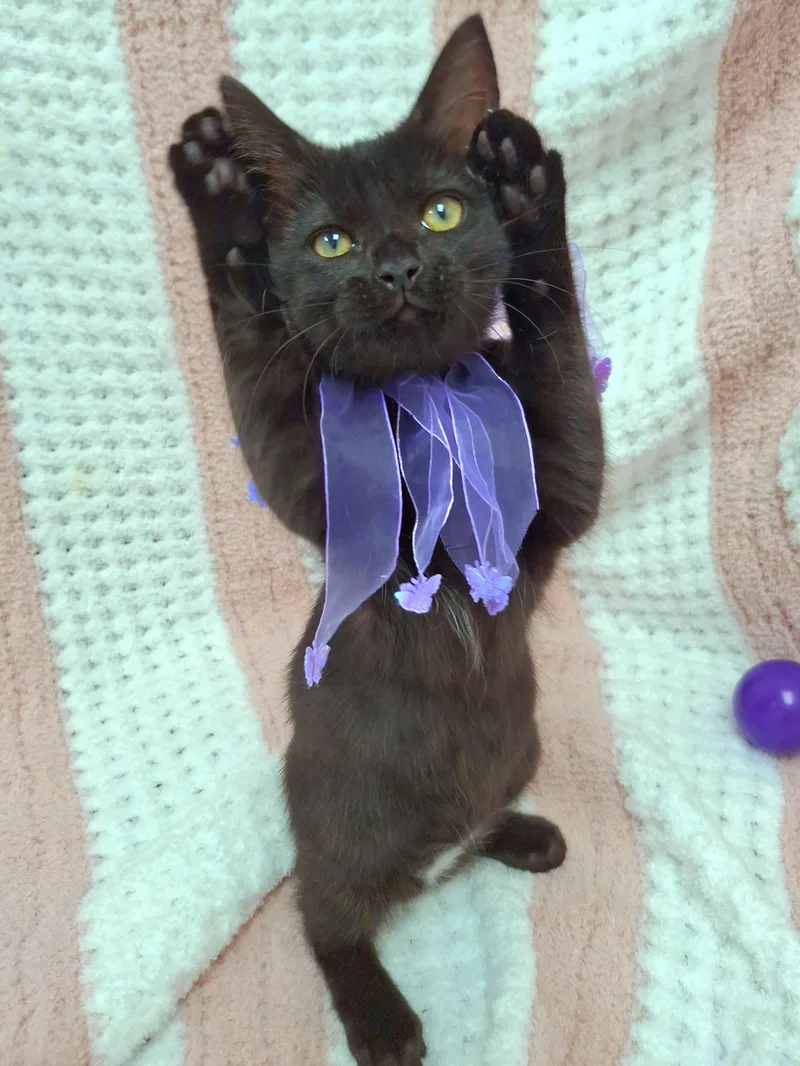 A baby small-sized female Black Domestic Short Hair cat named Zilla for adoption in Yorba Linda, CA