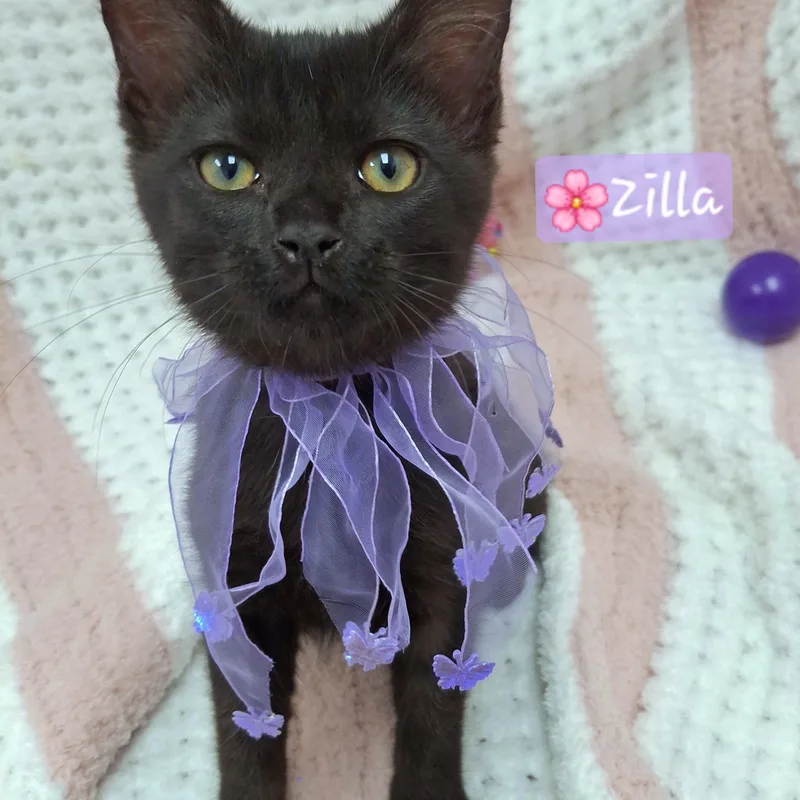 Zilla thumbnail 4