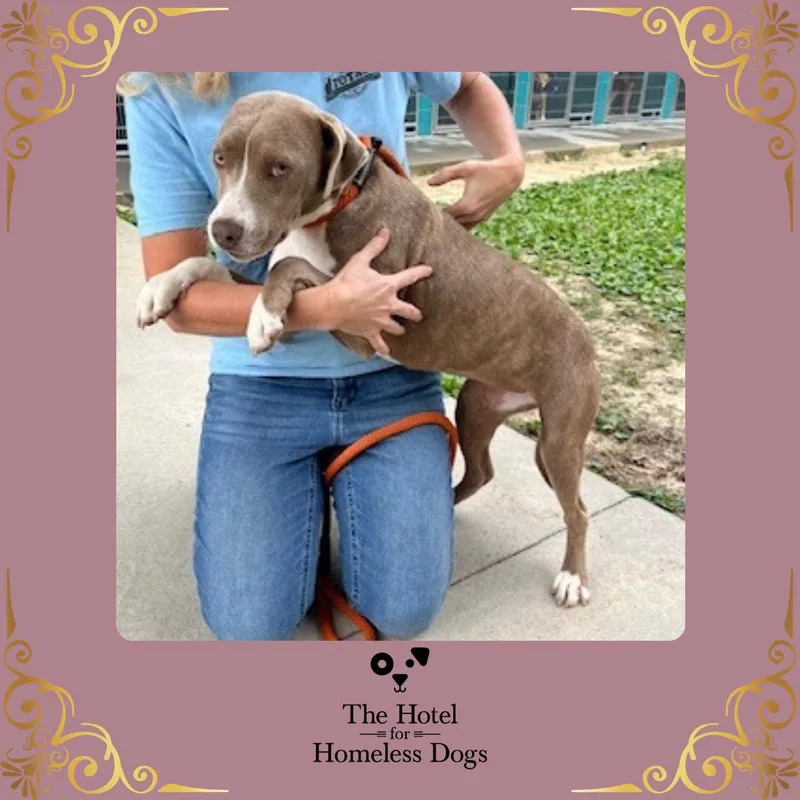 An adult medium-sized female Black American Staffordshire Terrier dog named Cydney for adoption in Cumberland, RI
