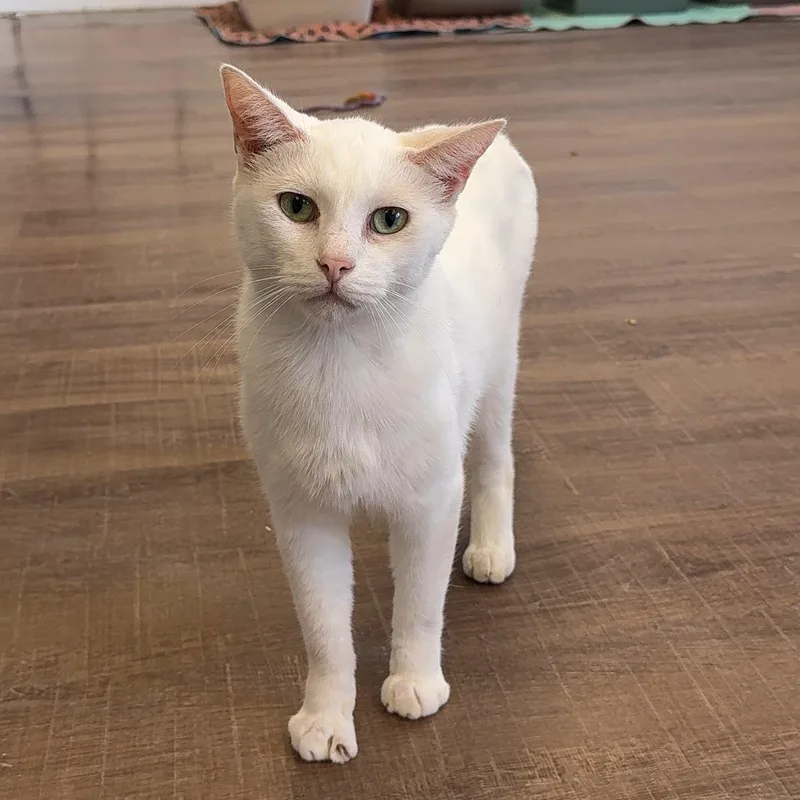 An adult small-sized male White Domestic Short Hair cat named Dud for adoption in Alma, MI