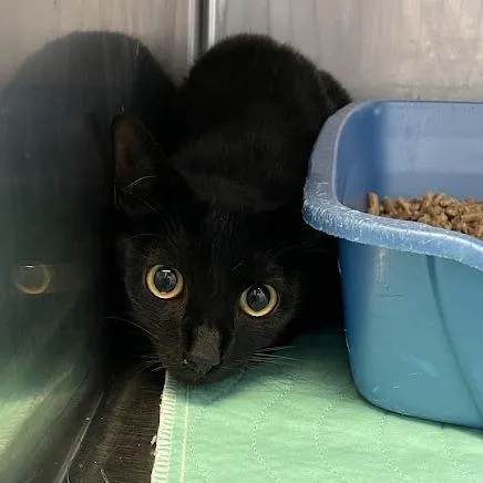 An adult medium-sized female Black Domestic Short Hair cat named Sweets for adoption in Port Charlotte, FL