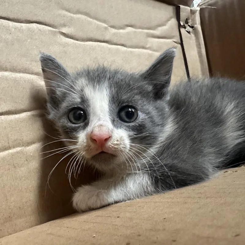 A baby small-sized female White Domestic Short Hair cat named Cayenne for adoption in Edinburg, TX