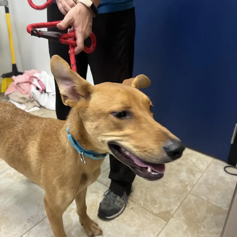 A young medium-sized male Yellow / Tan / Blond / Fawn Mixed Breed dog named Rowan for adoption in Galveston, TX