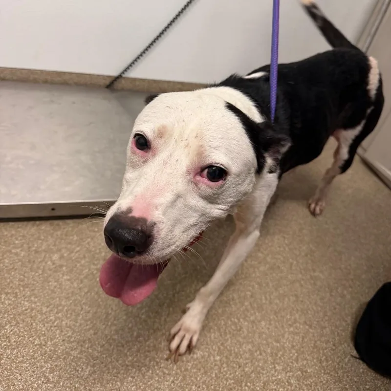A senior medium-sized female Black Pit Bull Terrier dog named West for adoption in League City, TX