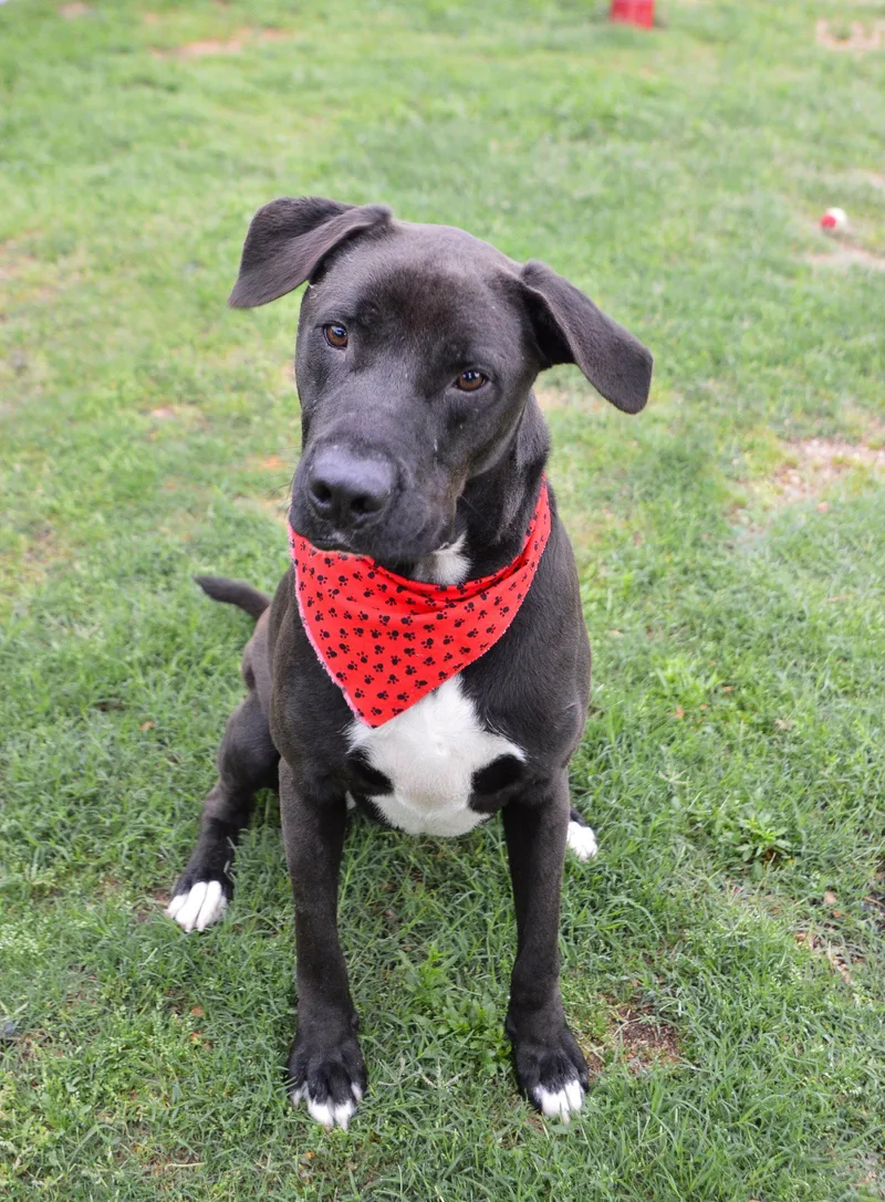 A young large-sized male Labrador Retriever dog named Midnight for adoption in McKinney, TX