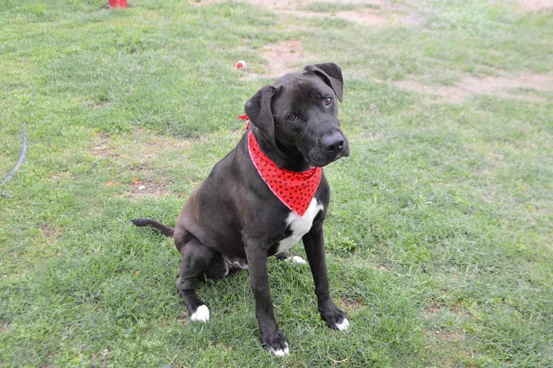 Midnight thumbnail 3