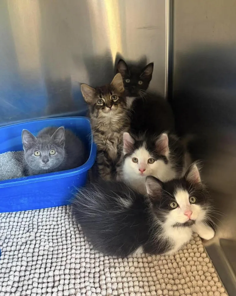 A baby medium-sized female Black & White / Tuxedo Domestic Short Hair cat named Chippy Dippy Dopey Dup for adoption in Maryville, MO