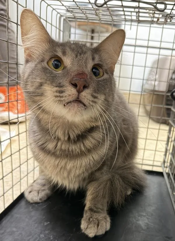 An adult small-sized male Domestic Short Hair cat named Niko for adoption in San Diego, CA