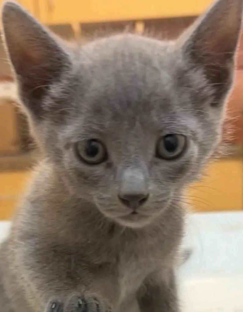 A baby small-sized female Domestic Short Hair cat named Bambi for adoption in Elizabethton, TN