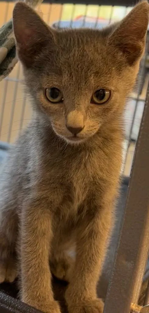 Bambi thumbnail 2