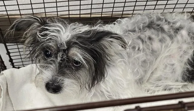 A young small-sized male Rat Terrier dog named Oreo for adoption in Tucson, AZ