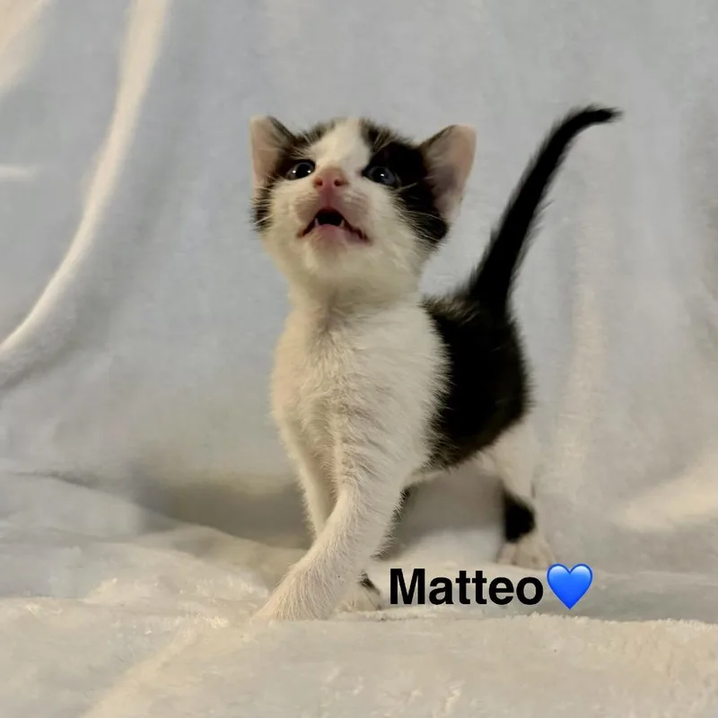 A baby small-sized male Black Domestic Short Hair cat named Matteo for adoption in Peachtree City, GA