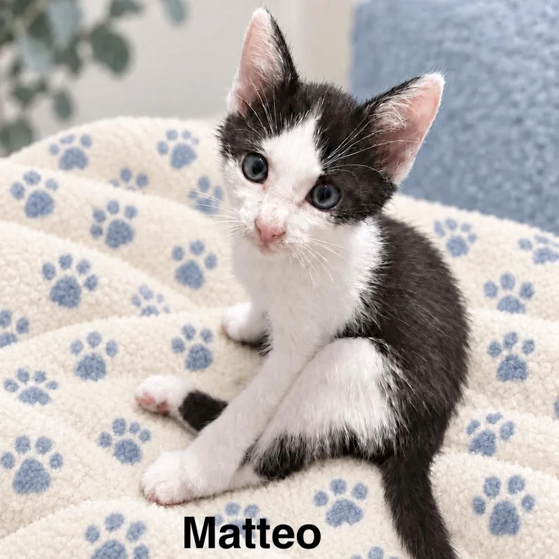 Matteo thumbnail 2