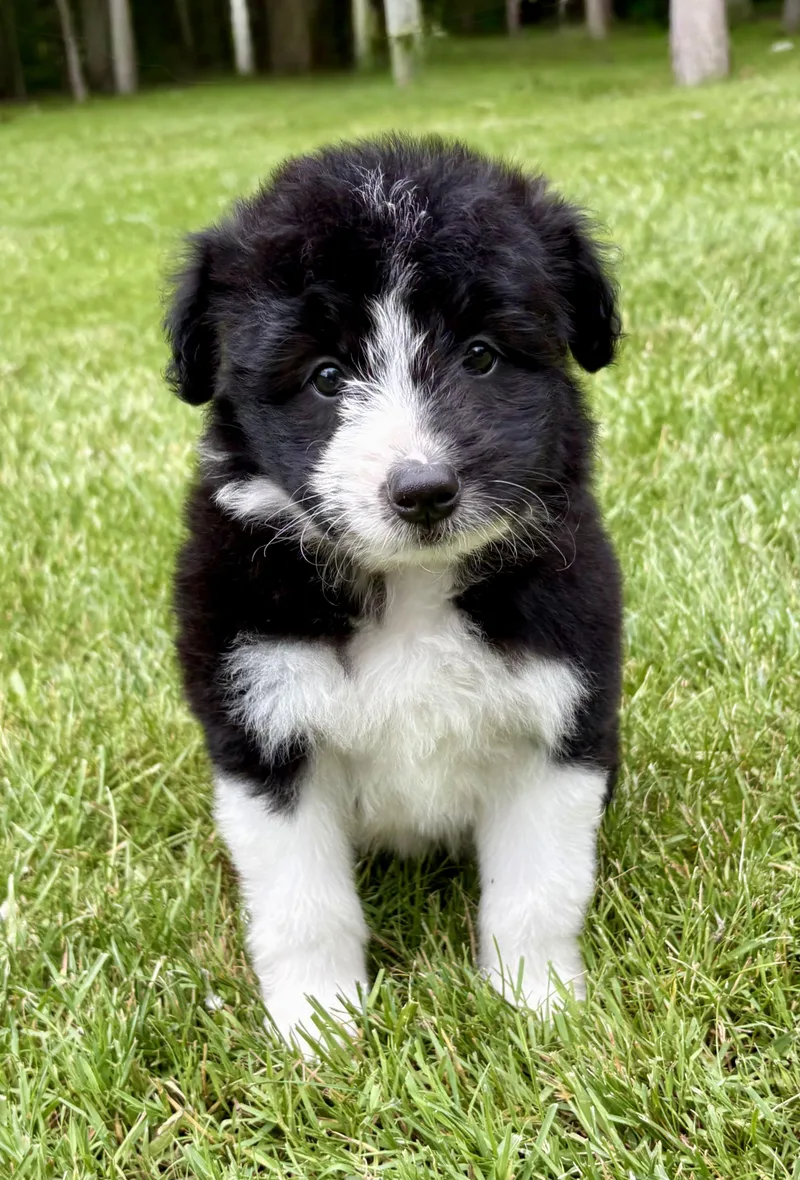 Hazel