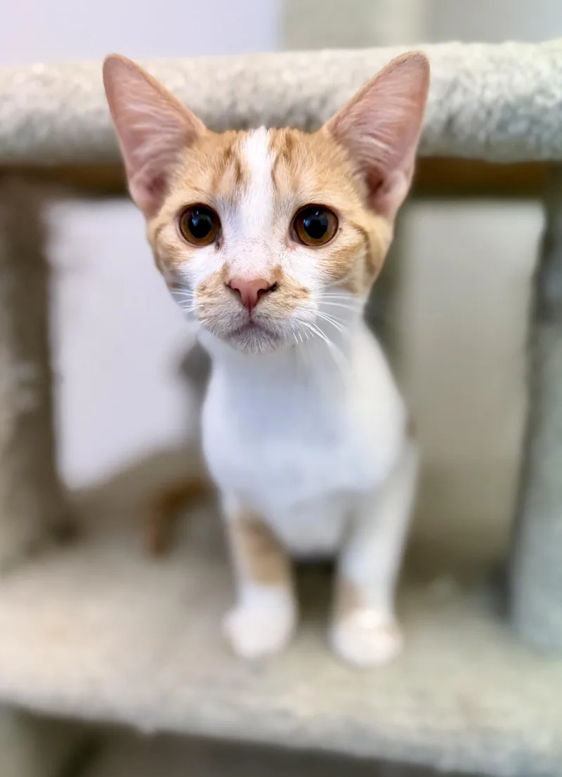 A baby medium-sized female Orange & White Domestic Short Hair cat named Ruby for adoption in Sonora, CA