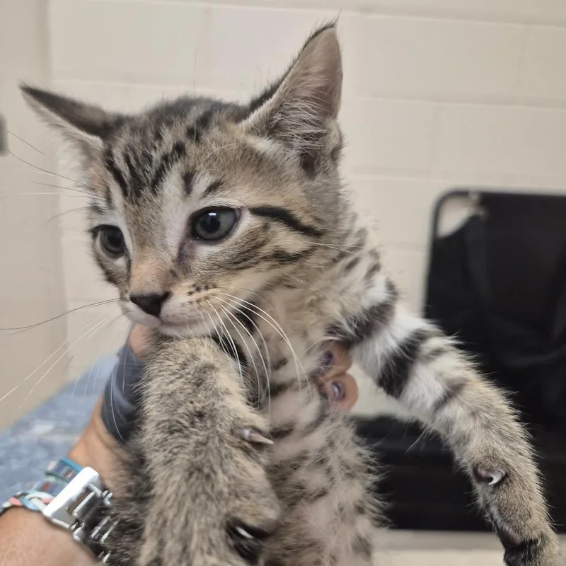 A baby small-sized male Brown / Chocolate Domestic Short Hair cat named Cheeto for adoption in Lake Panasoffkee, FL