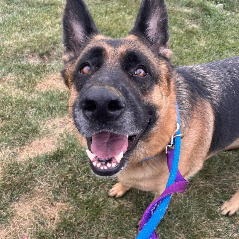 An adult large-sized male Brown / Chocolate German Shepherd Dog dog named Ares for adoption in Matteson, IL