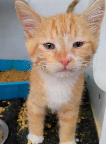 A young small-sized male Domestic Short Hair cat named Tim for adoption in Beatrice, NE