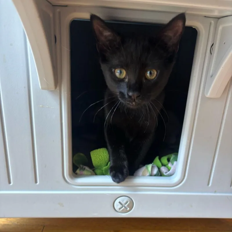 A young small-sized female Domestic Short Hair cat named Bo Peep for adoption in Stokesdale, NC