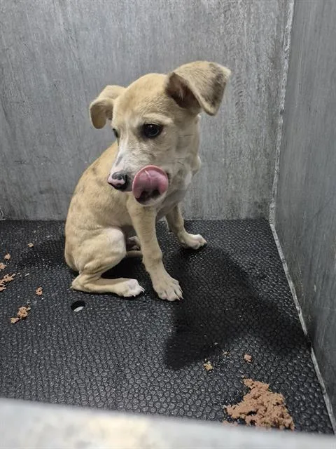 A baby small-sized male Terrier dog named El Paso for adoption in San Antonio, TX