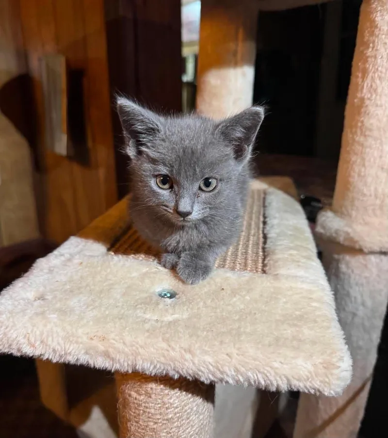 A baby medium-sized female Gray / Blue / Silver Domestic Short Hair cat named Willow for adoption in Fort Payne, AL